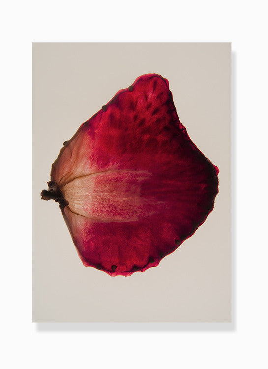 dehydrated strawberry print by Frema