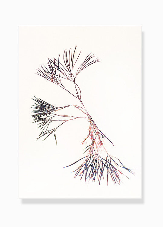 fotografisk tang print kunstplakat by Frema tangbilleder