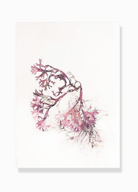 fotografisk tang print kunstplakat by Frema tangbilleder