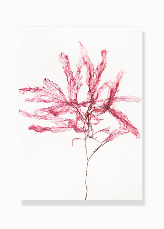 fotografisk tang print kunstplakat by Frema tangbilleder